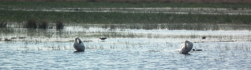 Lofar Astron natuurgebied vlakbij zonnehoek exloo drenthe